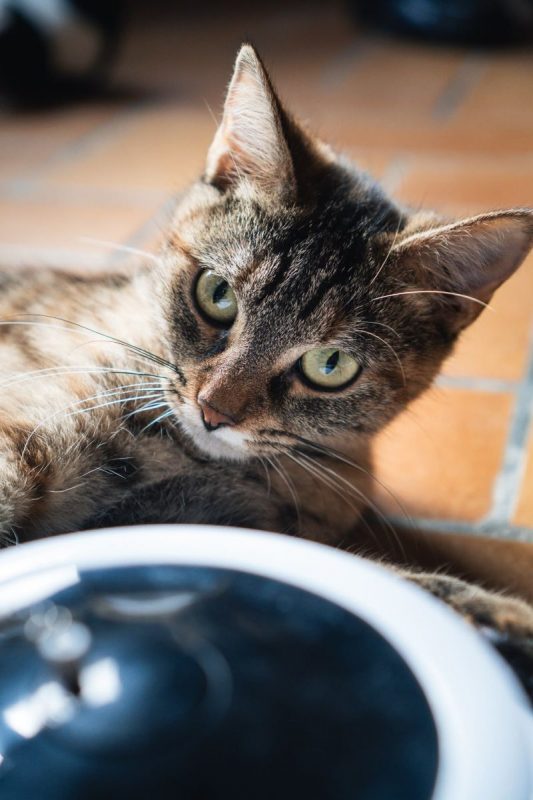Alba - Chat Européen à adopter