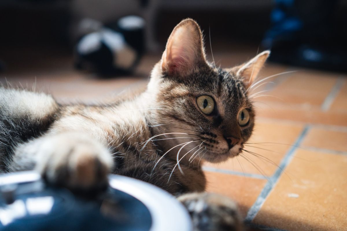 Alba - Chat Européen à adopter - photo 2