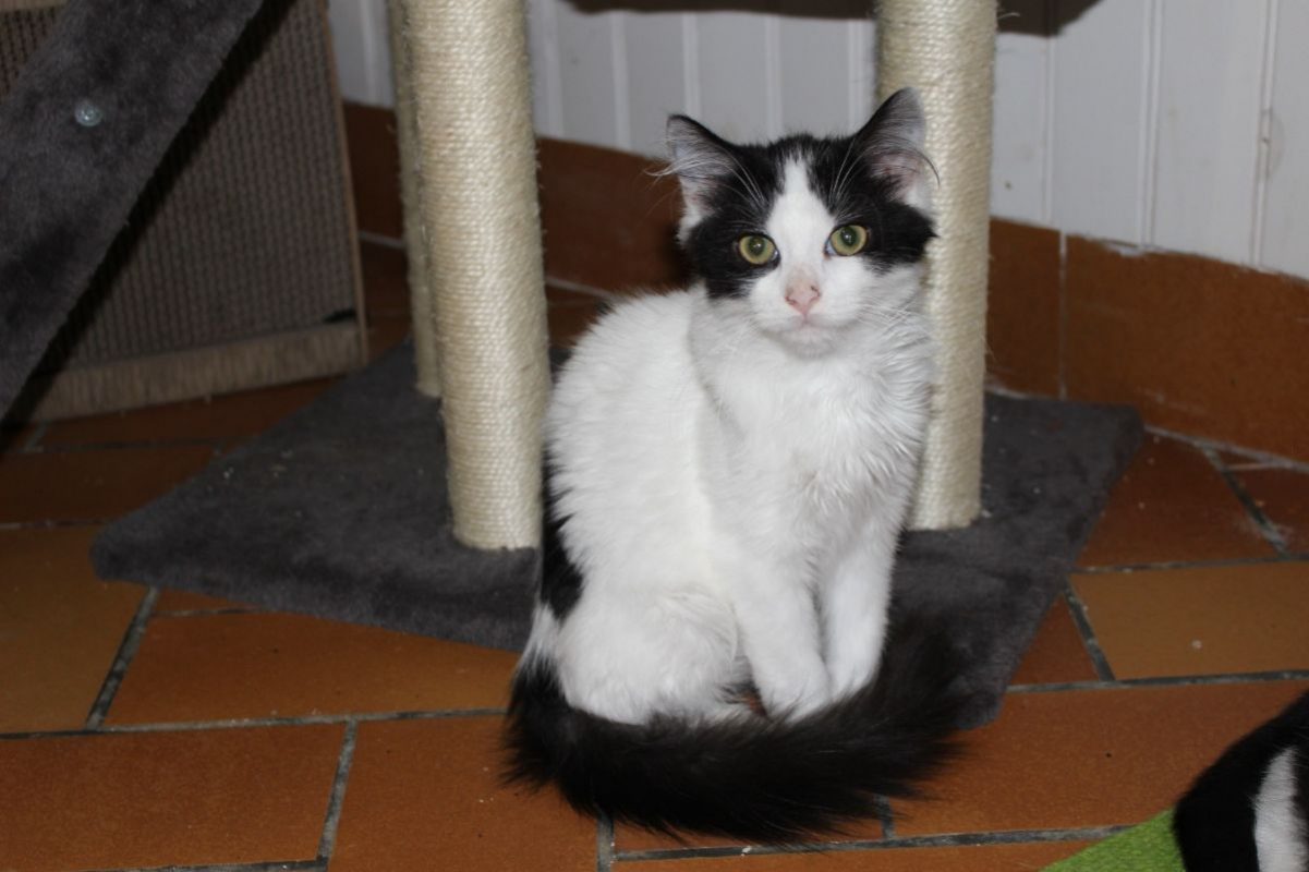 Amenadiel - Chat Européen à adopter - photo 3
