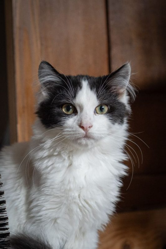 Amenadiel - Chat Européen à adopter