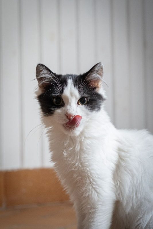 Amenadiel - Chat Européen à adopter - photo 2
