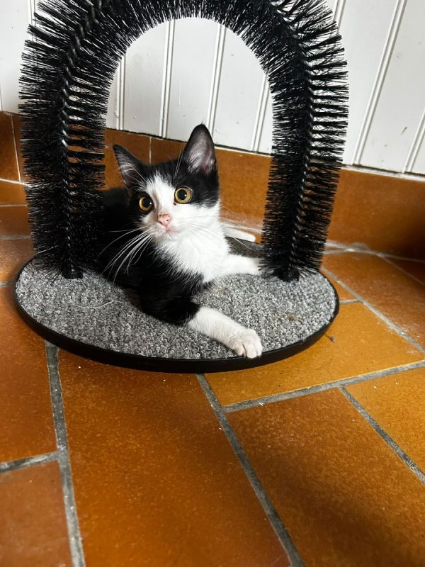 Christina - Chat Européen à adopter - photo 2
