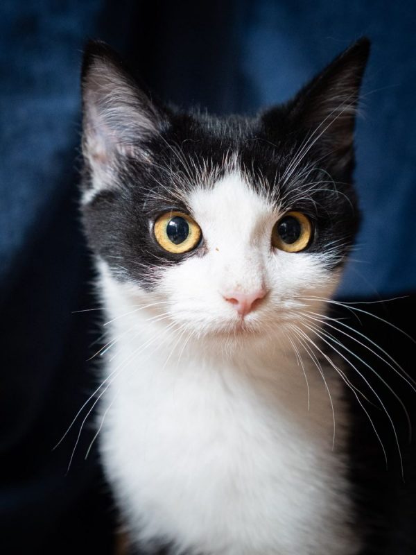 Christina - Chat Européen à adopter