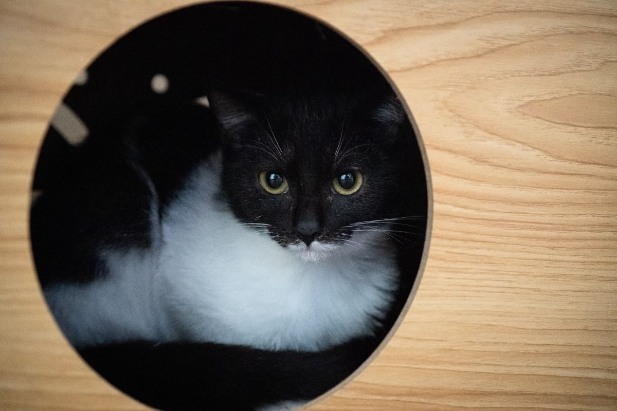 Dan - Chat Européen à adopter