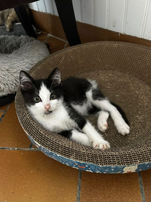Denver - Chat Européen à adopter - photo 2