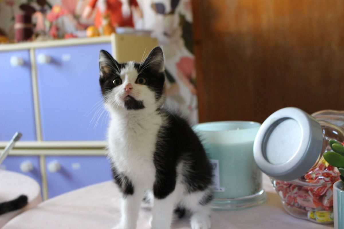 Denver - Chat Européen à adopter