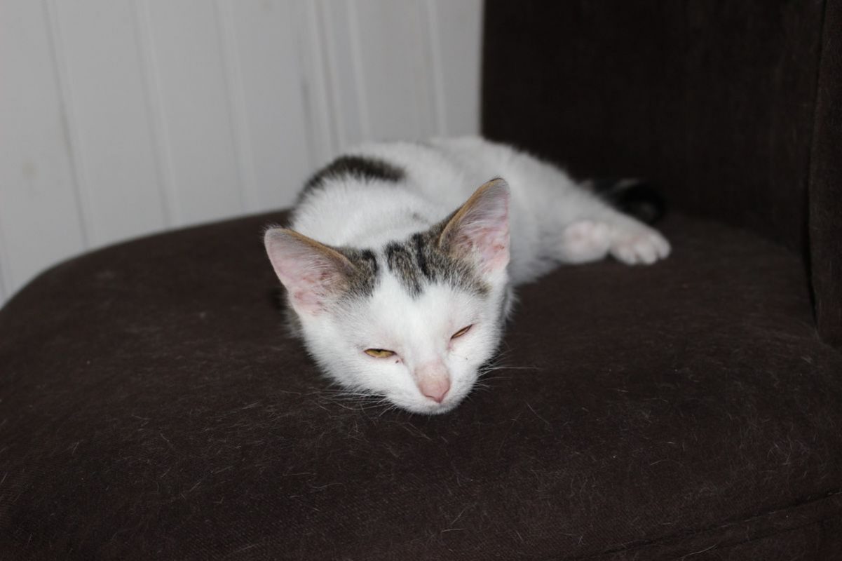 Derek - Chat Européen à adopter - photo 2