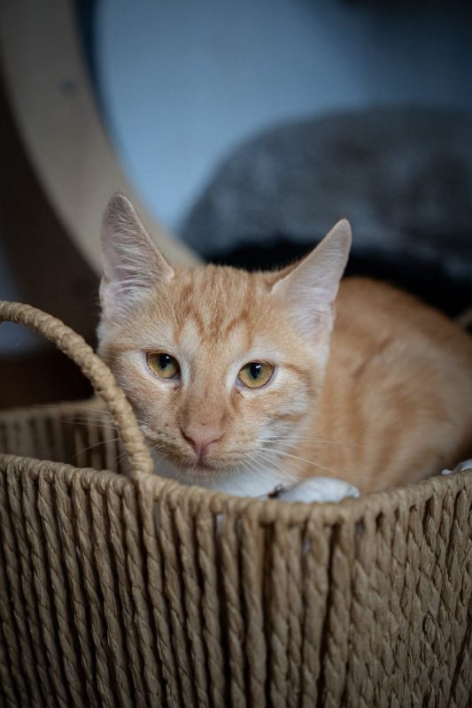 Edward - Chat Européen à adopter