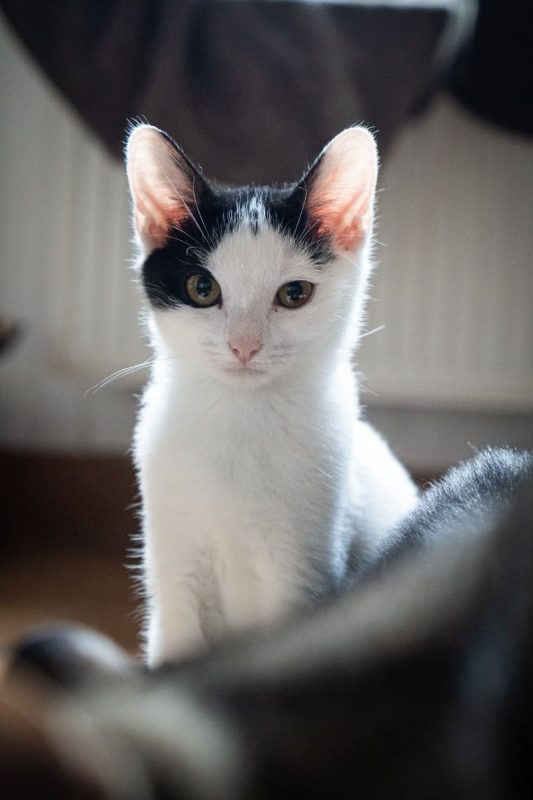 Izzie - Chat Européen à adopter