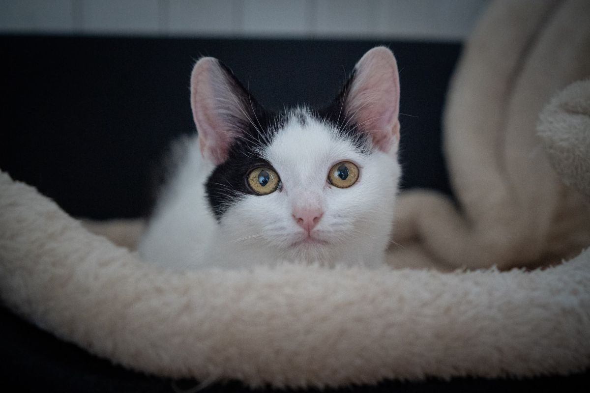 Izzie - Chat Européen à adopter - photo 2