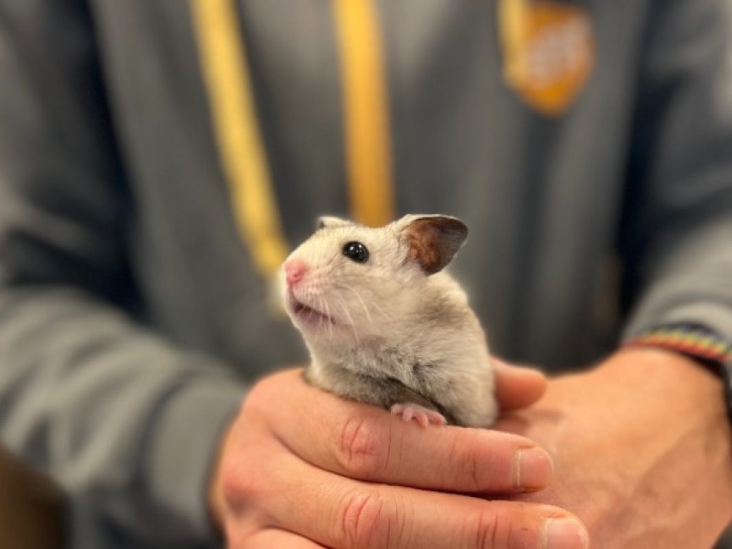 Elroy - Rongeur Hamster à adopter