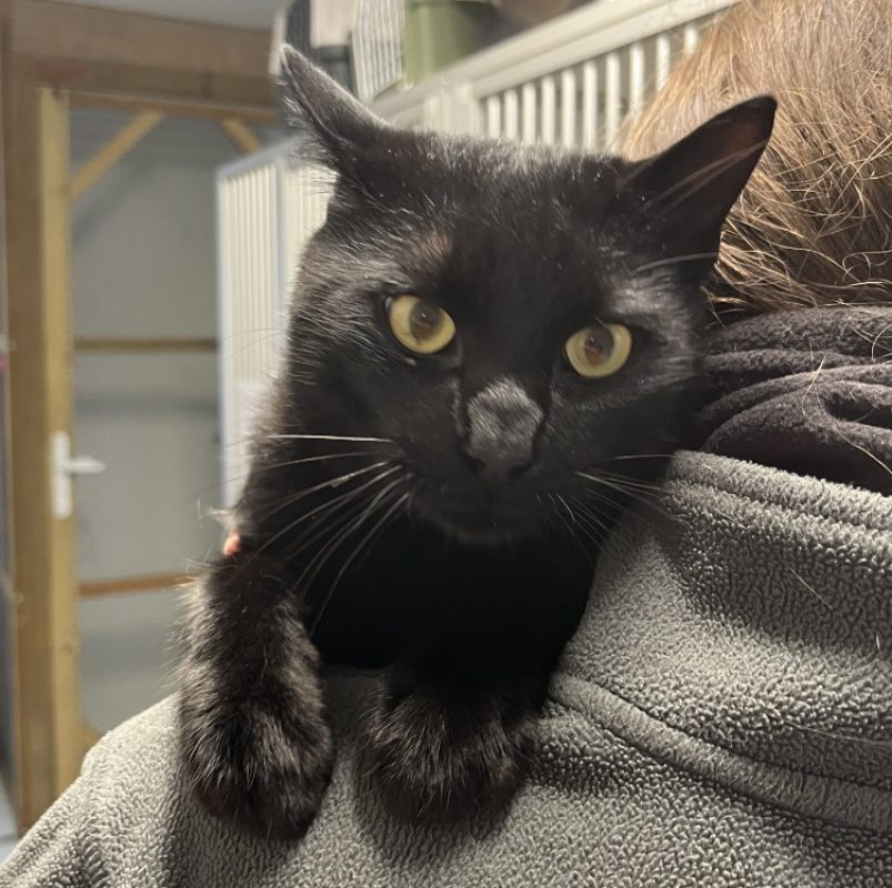 Roudoudou - Chat Européen à adopter