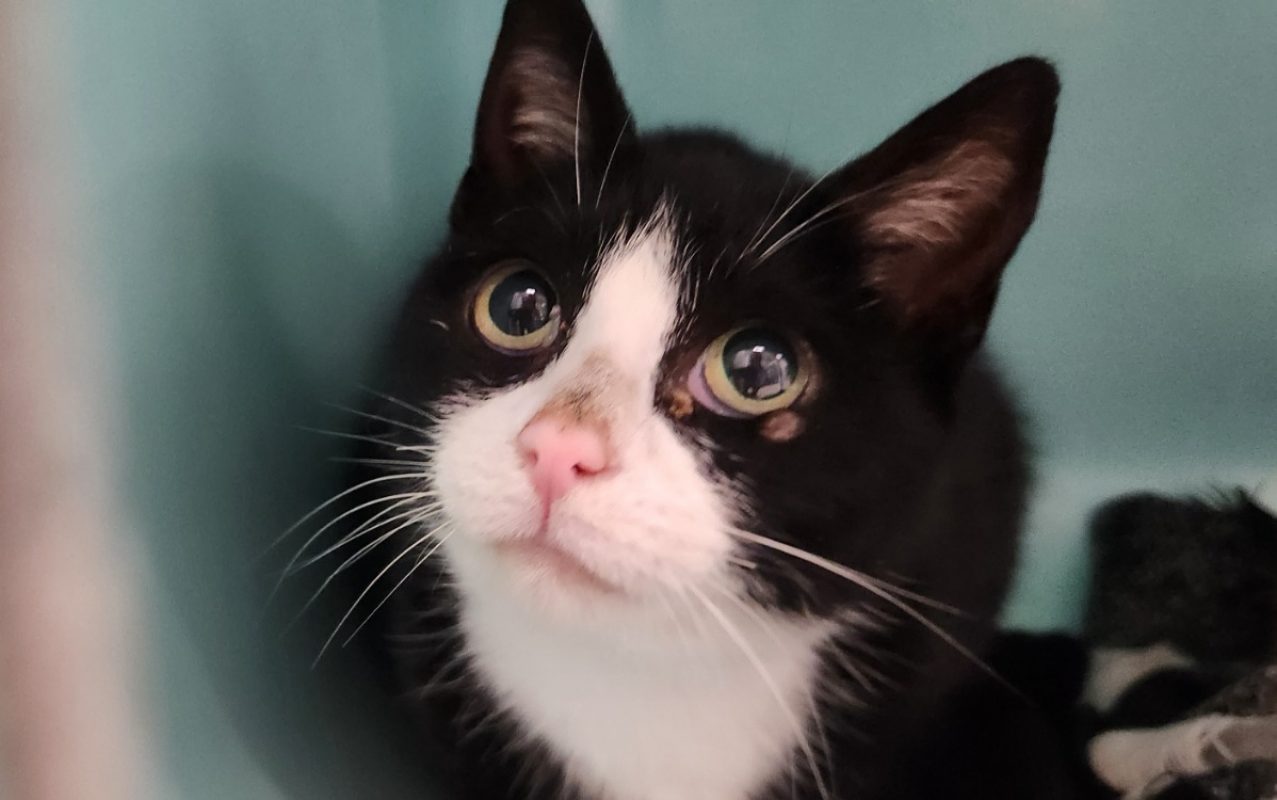 Thaya - Chat Européen à adopter