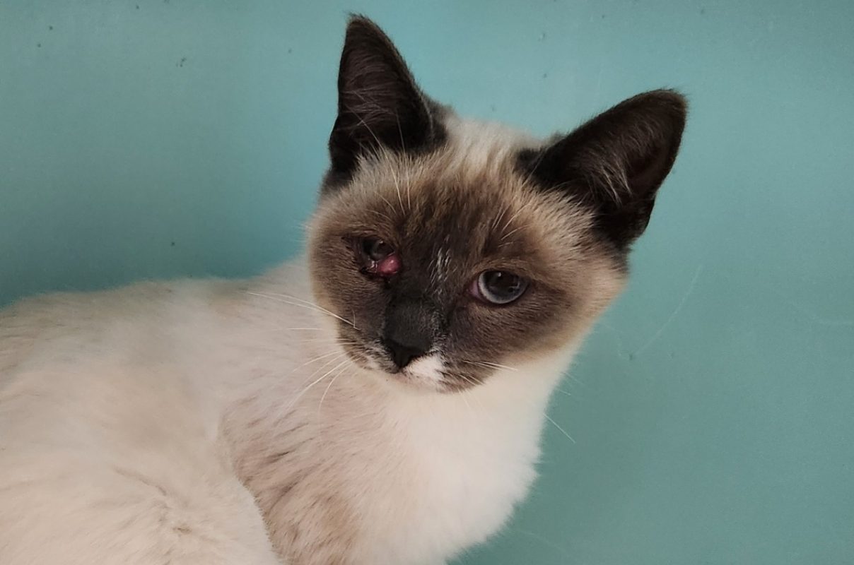 PaÏ - Chat Européen à adopter