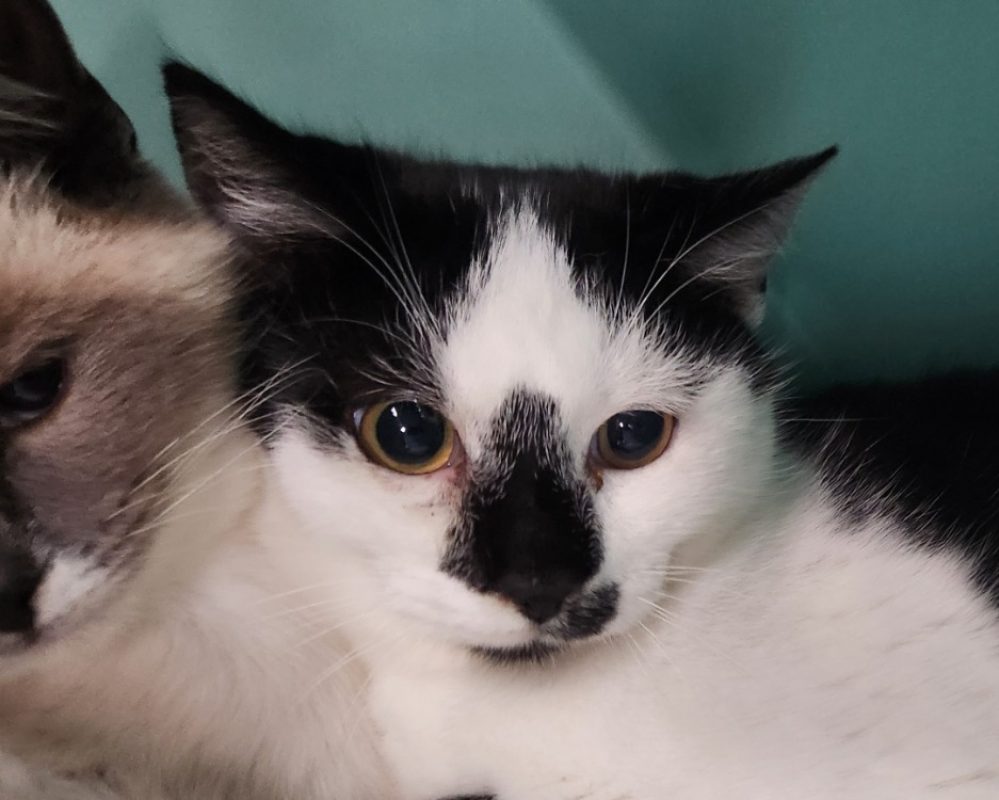 Aran - Chat Européen à adopter