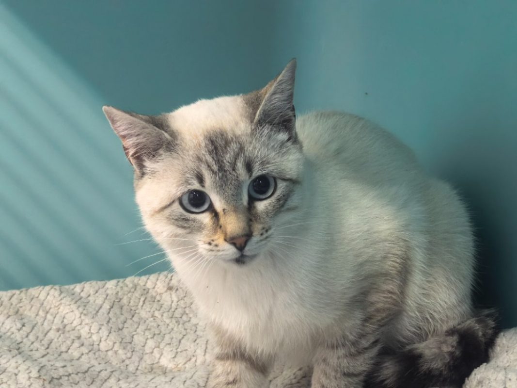 Faribole - Chat Européen à adopter