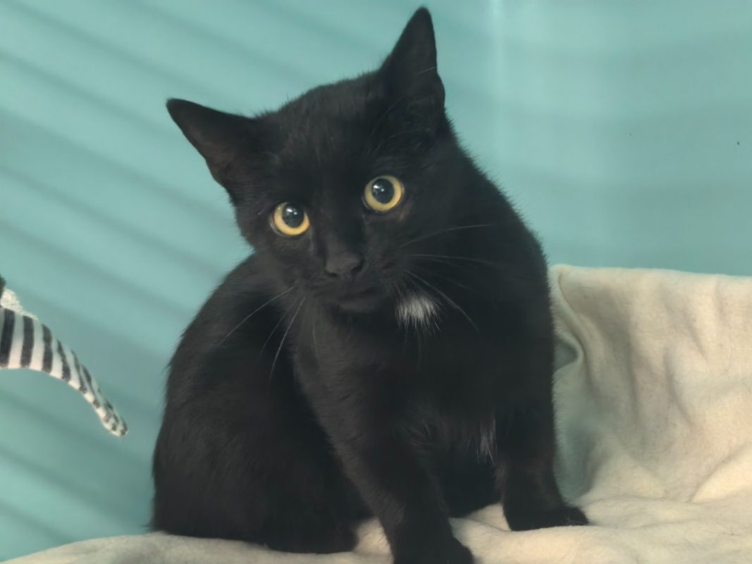 Carambole - Chat Européen à adopter