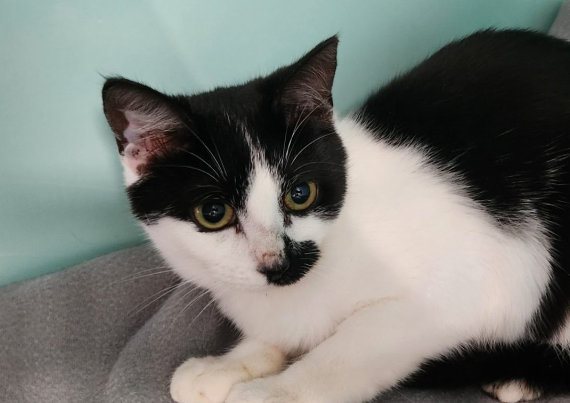 Chandra - Chat Européen à adopter