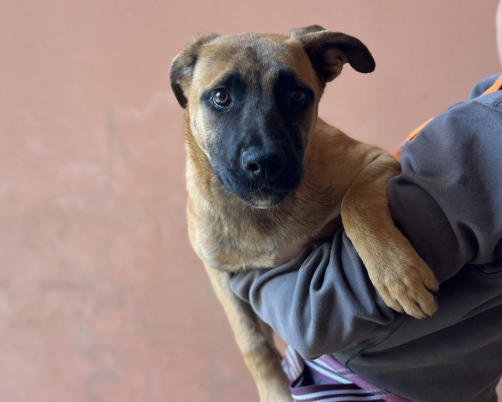 Hiccup - Chien à adopter