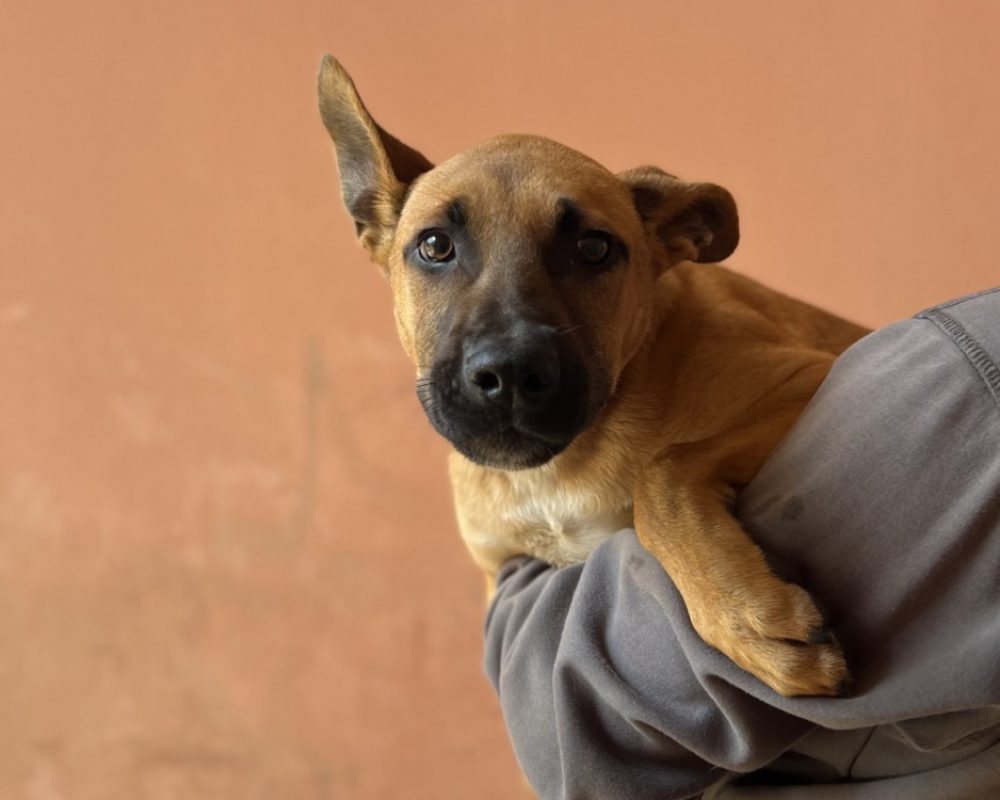 Krokmou - Chien à adopter