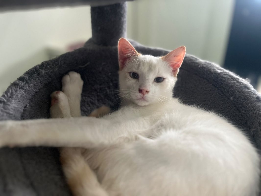 Crème - Chat Européen à adopter