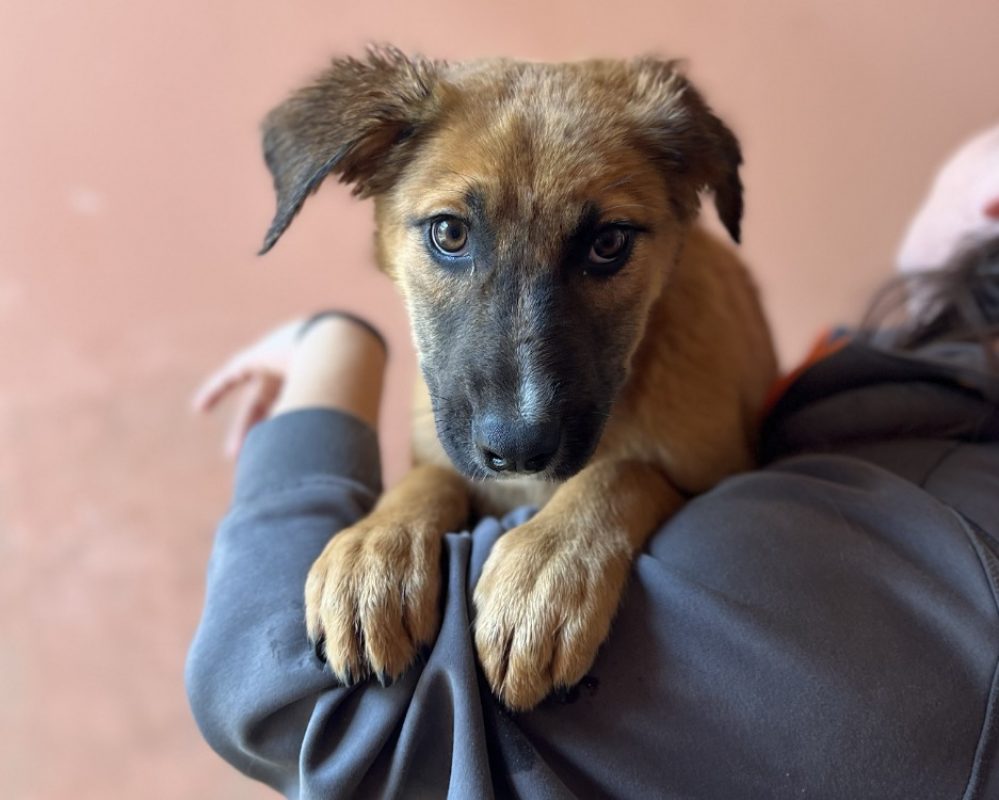 Astrid - Chien à adopter