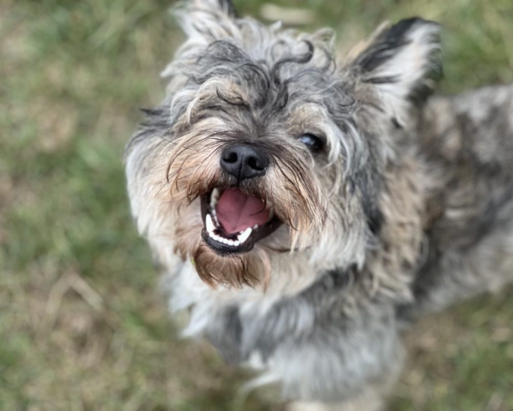 Aylan - Chien à adopter