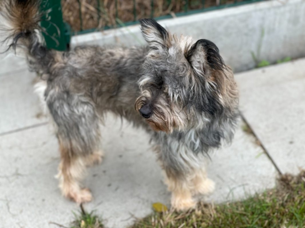 Aylan - Chien à adopter - photo 2