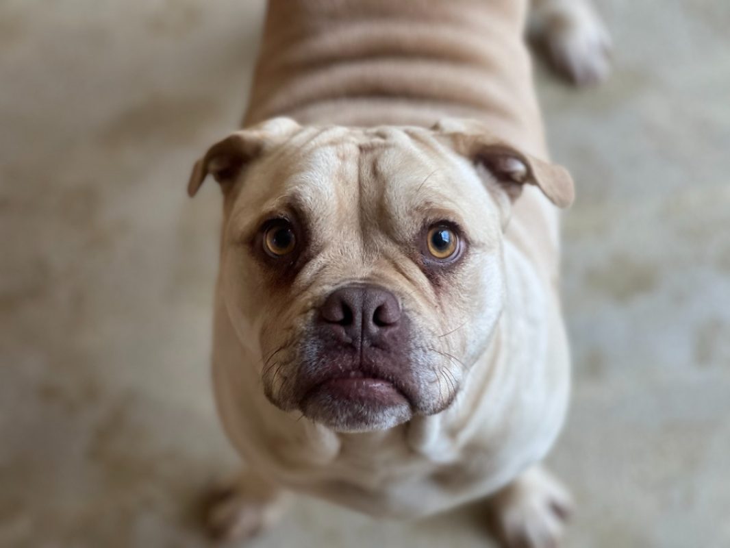 Messi - Chien à adopter