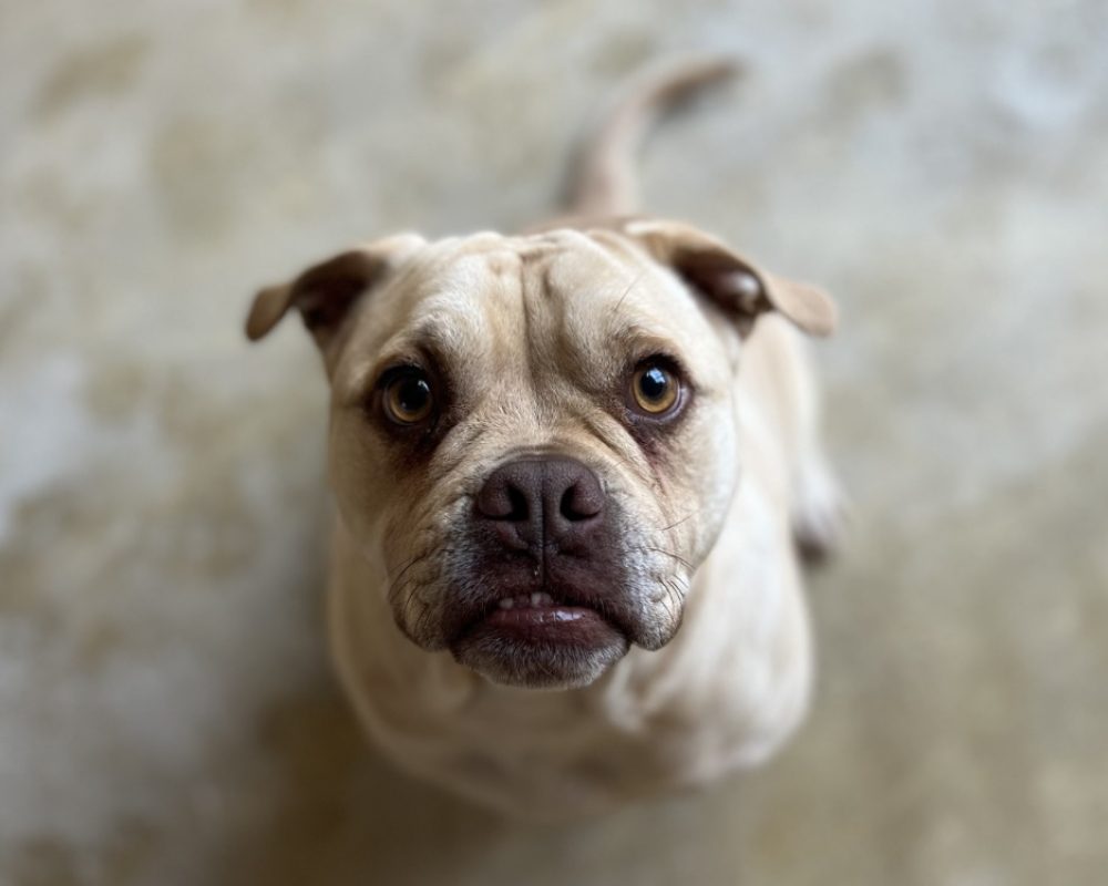 Messi - Chien à adopter - photo 2