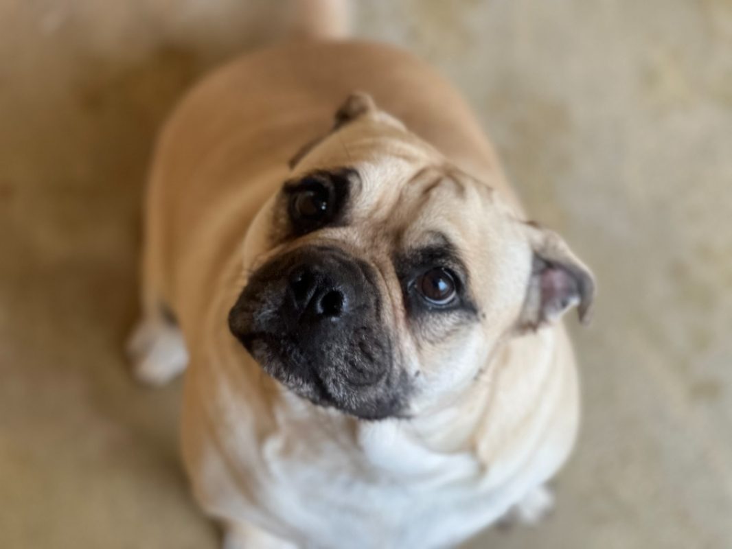 Ronaldo - Chien à adopter