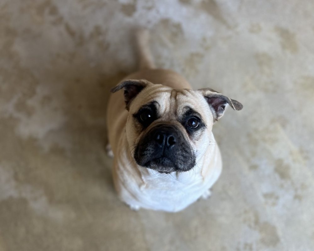 Ronaldo - Chien à adopter - photo 2