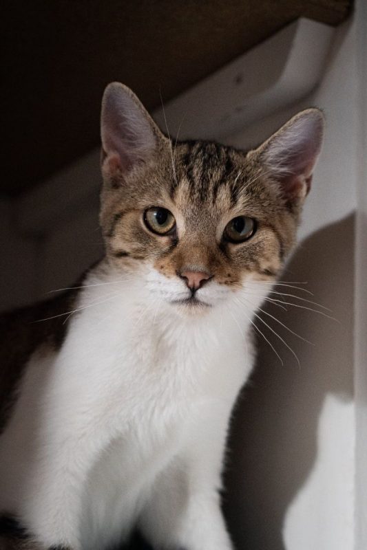 Jacob - Chat Européen à adopter