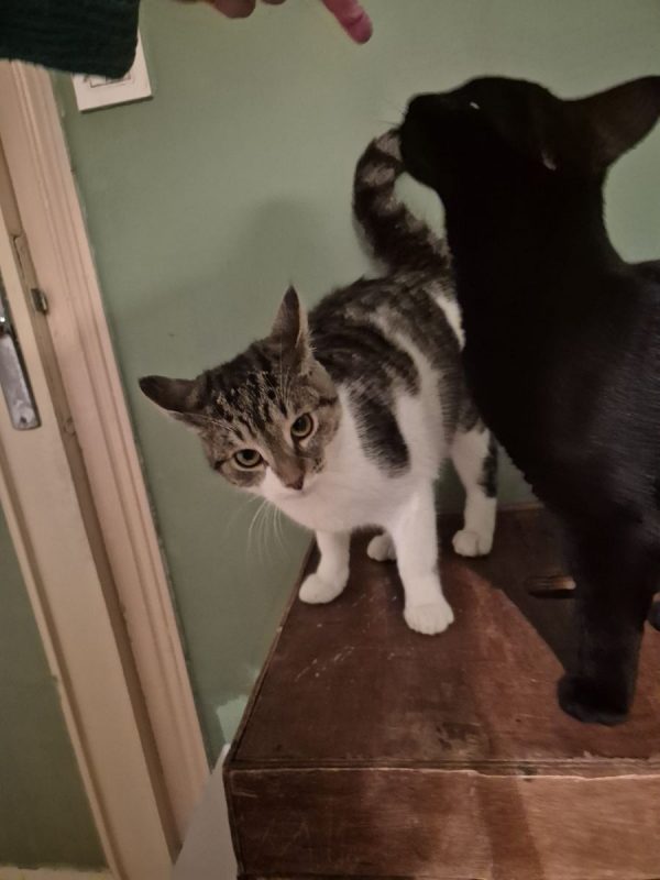 Minerva - Chat Européen à adopter - photo 3