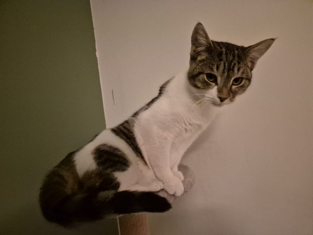 Minerva - Chat Européen à adopter - photo 2