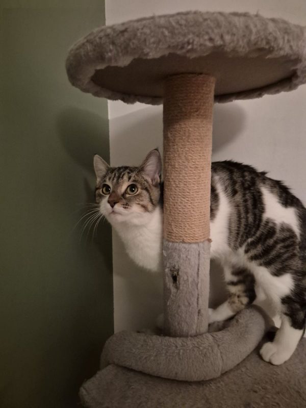 Minerva - Chat Européen à adopter - photo 4