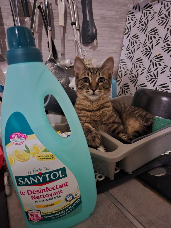 Mouche - Chat Européen à adopter - photo 2