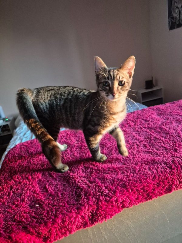 Mouche - Chat Européen à adopter