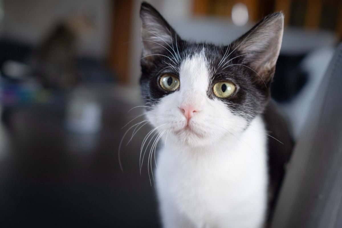Mulan - Chat Européen à adopter