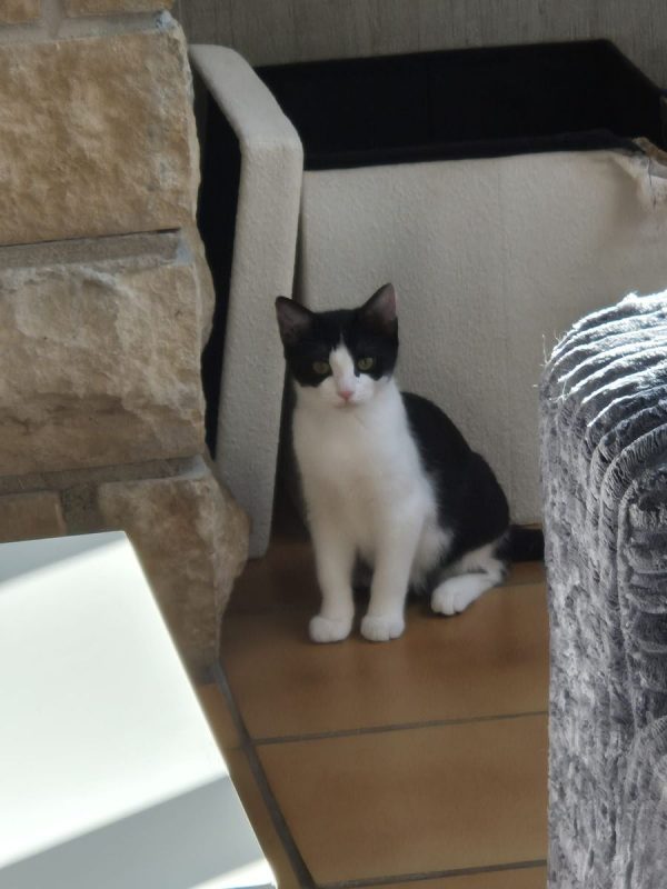 Mulan - Chat Européen à adopter - photo 2