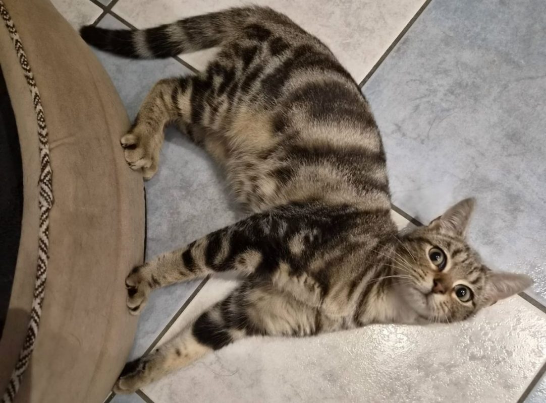 Merlin - Chat Européen à adopter - photo 2