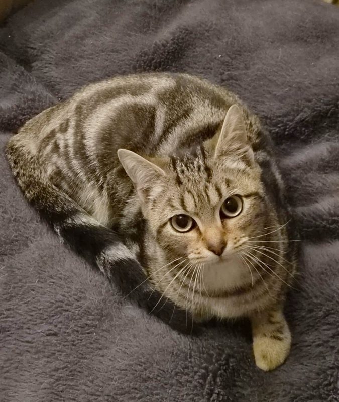 Merlin - Chat Européen à adopter - photo 3
