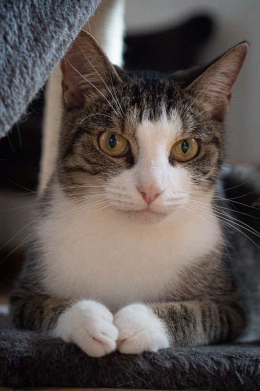 Sacha - Chat Européen à adopter - photo 2