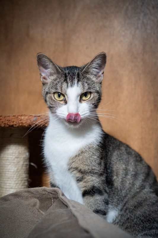 Sacha - Chat Européen à adopter