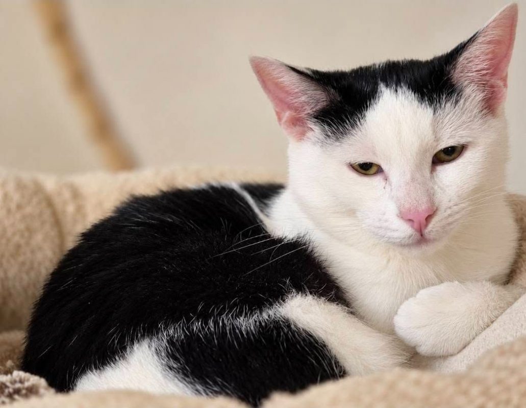 Winnie - Chat Européen à adopter