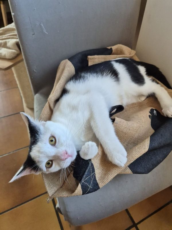 Winnie - Chat Européen à adopter - photo 2