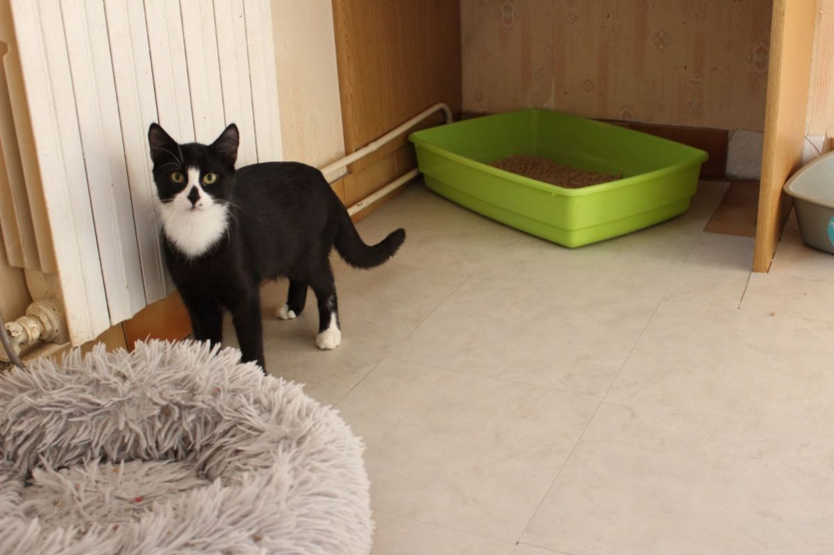 Zorro - Chat Européen à adopter