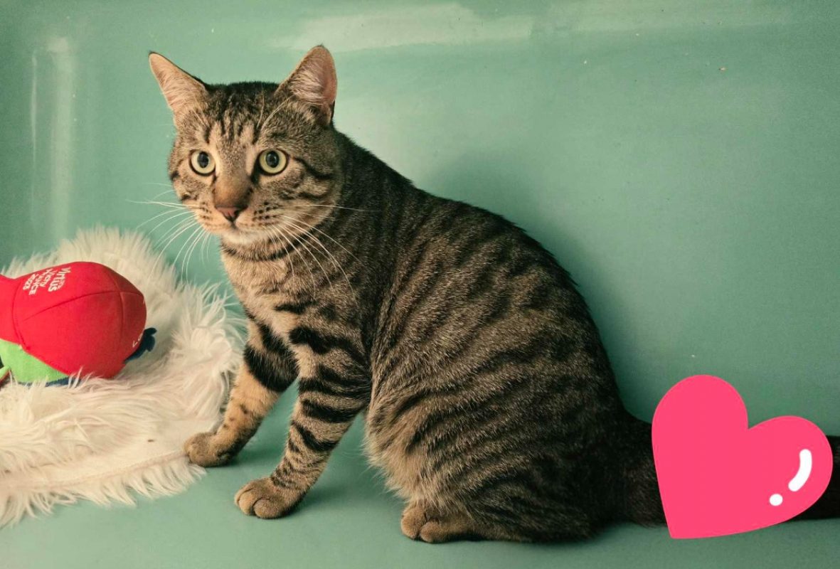 Mozart - Chat Européen à adopter