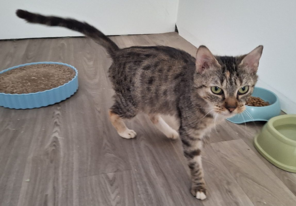 Henriette - Chat Européen à adopter