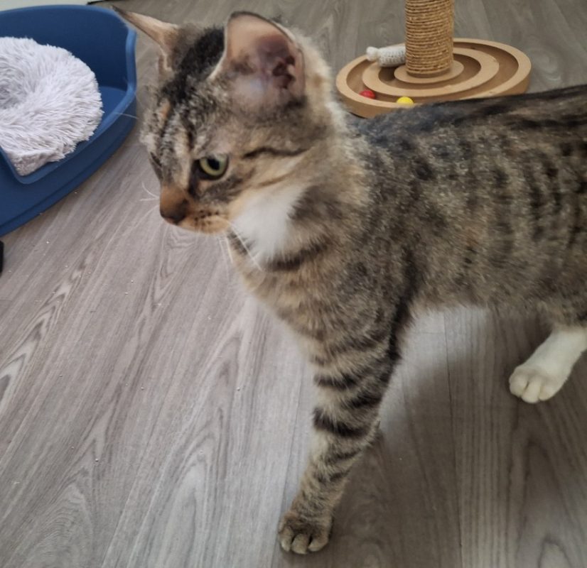 Henriette - Chat Européen à adopter - photo 2